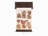 FROHSE Fritz 9 Anatomical Charts FROHSE Fritz 9 Anatomical Charts
