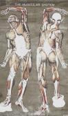 Frohse Nystrom The Muscular System Frohse Nystrom The Muscular System