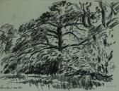 Fry Maxwell Oak Trees Fry Maxwell Oak Trees