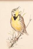 FUERTES Louis Agassiz Meadowlark FUERTES Louis Agassiz Meadowlark