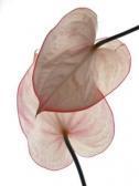 GANTNER Michel Anthurium GANTNER Michel Anthurium