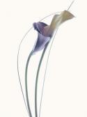 GANTNER Michel Petit Arum GANTNER Michel Petit Arum