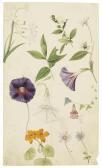 GESSNER Johann Conrad Flowers GESSNER Johann Conrad Flowers