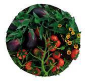 GILARDI Piero Melanzane E Pomodori GILARDI Piero Melanzane E Pomodori