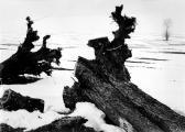 GINK Karoly Selected Images GINK Karoly Selected Images