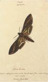 GOODALL Walter Butterflies GOODALL Walter Butterflies