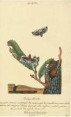 GOODALL Walter Butterflies And Insects GOODALL Walter Butterflies And Insects