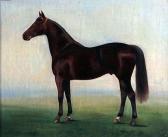 GOSLING S. Horse Portrait Friar Marcus GOSLING S. Horse Portrait Friar Marcus