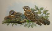 GOULD John H. Coloured Lithograph GOULD John H. Coloured Lithograph