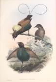 GOULD John H. Diphyllodes Speciosa GOULD John H. Diphyllodes Speciosa