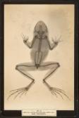 GREEN James Emory British Batrachians And Reptiles. Rana Temporaria GREEN James Emory British Batrachians And Reptiles. Rana Temporaria