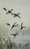 GREEN Roland Mallard Alighting GREEN Roland Mallard Alighting