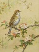 GREEN Roland Song Thrush GREEN Roland Song Thrush