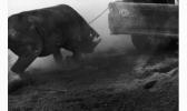 GREENBURG Susan La Capture Du Rhinocéros, 1950-1960 GREENBURG Susan La Capture Du Rhinocéros, 1950-1960