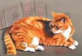 GREENLAW Alice Ginger Tabby GREENLAW Alice Ginger Tabby
