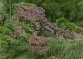 GUEST G. Coloured Shrubs GUEST G. Coloured Shrubs