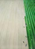 GURSKY Andreas Untitled Xv GURSKY Andreas Untitled Xv