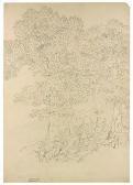 HACKART Jacob Philipp Etude D'arbres HACKART Jacob Philipp Etude D'arbres