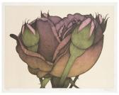 HANSEN Art Roses #2 HANSEN Art Roses #2