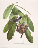 HARM Ray Black-throated Blue Warbler HARM Ray Black-throated Blue Warbler