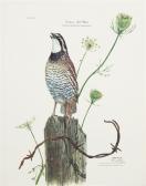HARM Ray Eastern Bobwhite HARM Ray Eastern Bobwhite