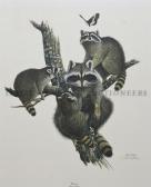 HARM Ray Raccoon HARM Ray Raccoon