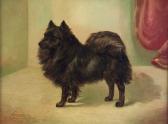 HARNDEN William Black Pomeranian HARNDEN William Black Pomeranian
