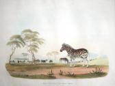 HARRIS William Cornwallis Gazella Euchore - The Spring Bok; Equus Burchellii - Burchell's Zebra HARRIS William Cornwallis Gazella Euchore - The Spring Bok; Equus Burchellii - Burchell's Zebra