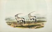 HARRIS William Cornwallis Portraits Of Game And Wild Animals Of Southern Africa, Delineated From Life In Their Native Haunts, During A Hunting Expedition From The Cape Colony As Far As The Tropic Of Capricorn, In 1836 And 1837, With Sketches Of The Field Sports HARRIS William Cornwallis Portraits Of Game And Wild Animals Of Southern Africa, Delineated From Life In Their Native Haunts, During A Hunting Expedition From The Cape Colony As Far As The Tropic Of Capricorn, In 1836 And 1837, With Sketches Of The Field Sports