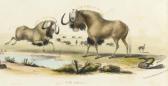 HARRIS William Cornwallis The Gnoo; And The Sassaybe And Hartebeest, From Portraits Of The Game And Wild Animals Of Southern Africa HARRIS William Cornwallis The Gnoo; And The Sassaybe And Hartebeest, From Portraits Of The Game And Wild Animals Of Southern Africa