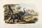 HARRIS William Cornwallis The Wild Sports Of Southern Africa HARRIS William Cornwallis The Wild Sports Of Southern Africa