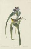 HAVELL Robert I Vigors's Warbler (plate Xxx) HAVELL Robert I Vigors's Warbler (plate Xxx)