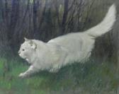 HAYER Arthur The Stealthy Cat HAYER Arthur The Stealthy Cat