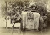 hayes JAMES WILLIAM 'the Maharajah's Tour hayes JAMES WILLIAM 'the Maharajah's Tour