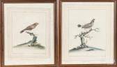HAYES M. Fasciated Grosbeak And Black Faced Bunting HAYES M. Fasciated Grosbeak And Black Faced Bunting