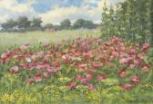 HELD Heinz Feld Und Mohn HELD Heinz Feld Und Mohn