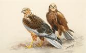 HENRY George Morrison R. Marsh Harrier HENRY George Morrison R. Marsh Harrier