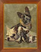 HEYER Arthur Französische Bulldoggen HEYER Arthur Französische Bulldoggen