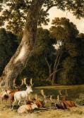 HILLS Robert Fallow Deer HILLS Robert Fallow Deer