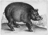HOLLAR VON PRACHNA Wenceslaus Der Große Eber HOLLAR VON PRACHNA Wenceslaus Der Große Eber