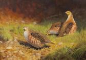 hoskyn ben Partridges In A Landscape hoskyn ben Partridges In A Landscape