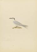 HUET Nicolas A Black-naped Tern HUET Nicolas A Black-naped Tern