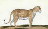 HUET Nicolas A Leopard HUET Nicolas A Leopard