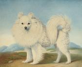 HUET Nicolas A Pomeranian HUET Nicolas A Pomeranian