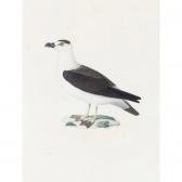 HUET Nicolas A Seabird HUET Nicolas A Seabird
