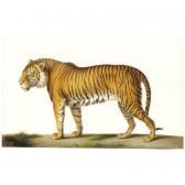 HUET Nicolas A Tiger HUET Nicolas A Tiger