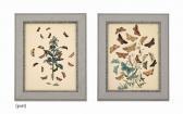 HUMPHREYS Henry Noel Twelve Lithographs Of British Moths And Their Transformations HUMPHREYS Henry Noel Twelve Lithographs Of British Moths And Their Transformations