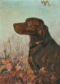 HUNT Lynn Bogue Irish Setter HUNT Lynn Bogue Irish Setter
