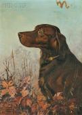 HUNT Lynn Bogue Irish Setter HUNT Lynn Bogue Irish Setter