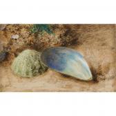 HUNT William Henry Study Of Two Shells HUNT William Henry Study Of Two Shells